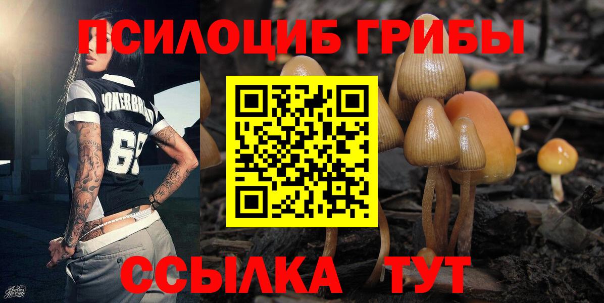 Галлюциногенные грибы Psilocybe Стерлитамак